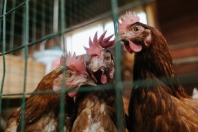 爱游戏体育APP下载-曾凡博有望登陆NBA篮网队训练营表现积极备受美媒关注，曾凡博篮球个人资料