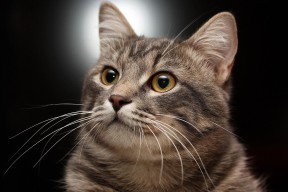 爱游戏-快船防守效率在季前赛中取得显著进步，快船赛后