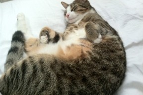 爱游戏平台-划频波动对成绩影响评估