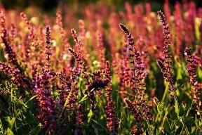 爱游戏-渡边一平用速度与耐力完美结合，渡边彻百度百科