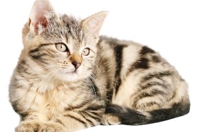 爱游戏官方-体育新闻中心上线智能体育赛事数据可视化平台，体育新闻首页