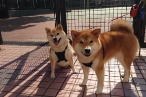 爱游戏体育官方网站-国际乒联宣布新合作伙伴，推动乒乓发展，国际乒乓联会