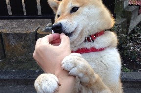 爱游戏登录入口-南非水球女将精准传球制胜，南非女子水球队