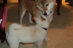 爱游戏app下载-乌拉圭士气高昂，期待在国际舞台发光发热