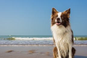 爱游戏在线登录入口-“萨尔·巴赫：南非队的进攻核心，世界杯之旅的关键人物”