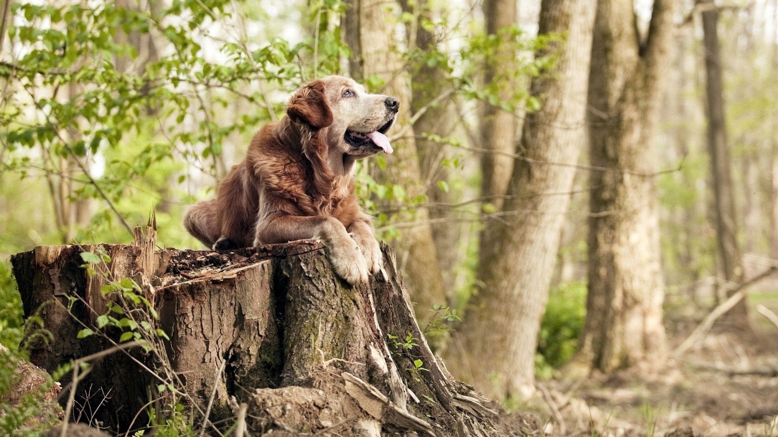 中场核心发挥关键作用，助力球队攻防平衡，中场球员技巧