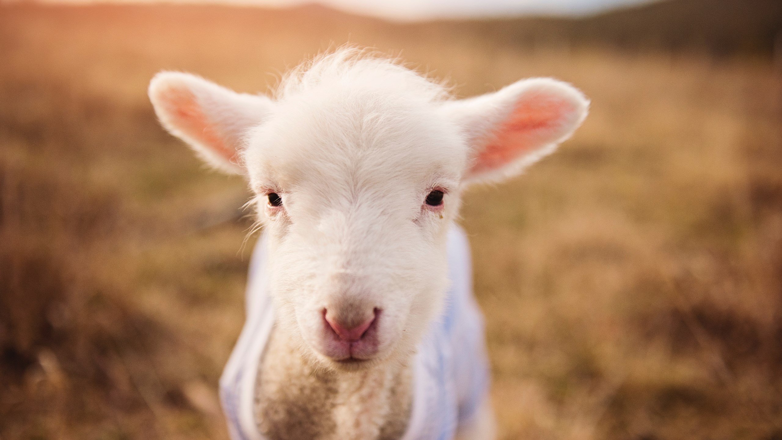 控球回撤幅度是否影响边路纵深推进质量,控球率高就能取胜吗