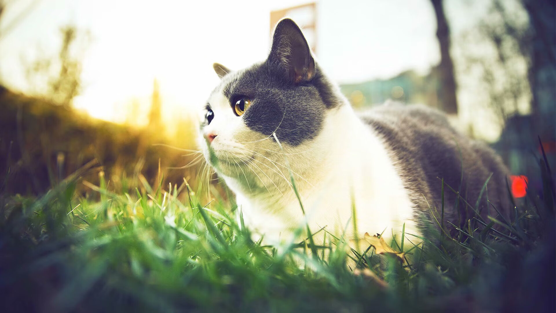 中小学篮球合作项目纳入地方教育发展计划,中小学篮球运动发展现状