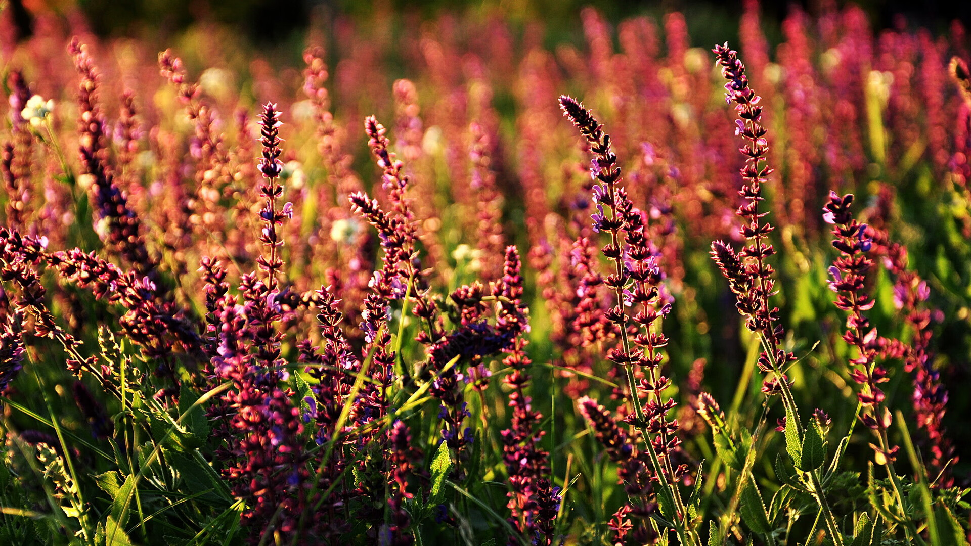 德克斯用速度与技巧完美结合,德克斯运动品牌