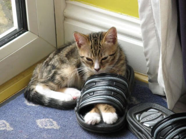 德甲节奏快如闪电:攻守轮换,精彩不停!,德甲最快速度