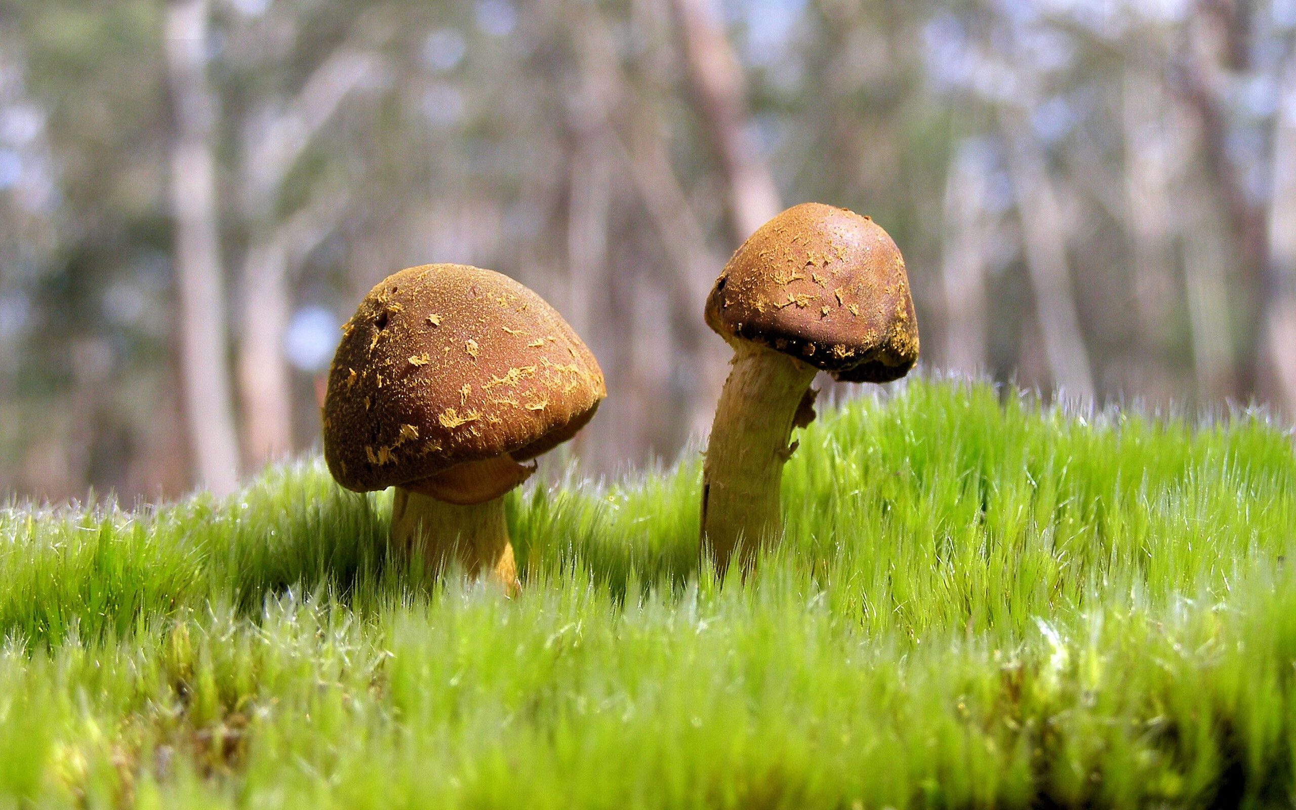 Guglielmino 家庭与比赛兼持成正能量象征